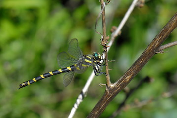 Odonata