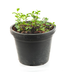 Fresh mint herb on a pot over white.