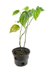 Plant potted plant isolated on white