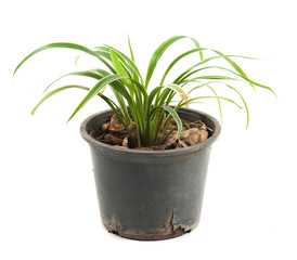 Plant potted plant isolated on white
