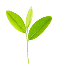 Fototapeta premium Green leaf isolated over white background