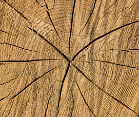 Сross section of the tree