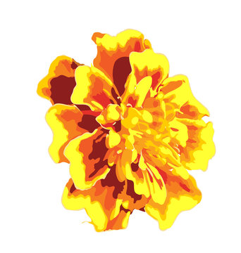 vector marigold