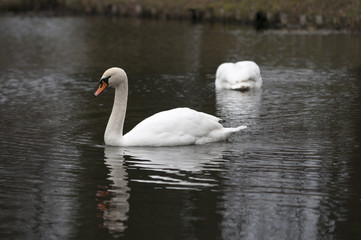 White swan swimming in pond