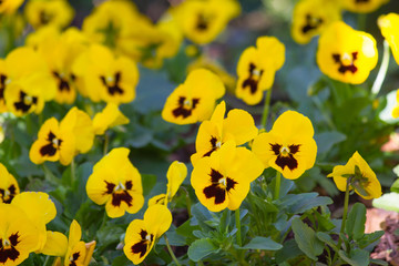 Yellow tricolor pansy, flower bed bloom in the garden.  