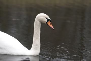 White swan swimming in pond