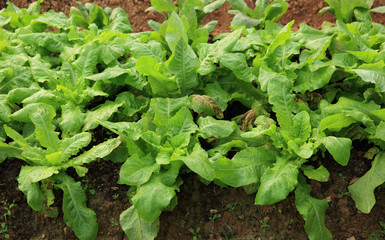 green asparagus lettuce crops in growth at vegetable garden