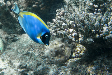 Fototapeta na wymiar Weißkehl-Doktorfisch am Korallenriff