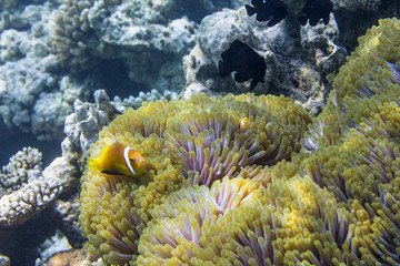 Clownfische in einer Anemone