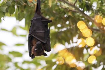 Flughund hängt im Baum © Tilo Grellmann