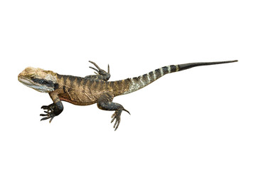 male brown eastern water dragon basking, from Australia, isolated on white background