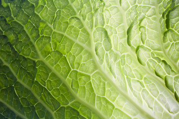 Cabbage texture