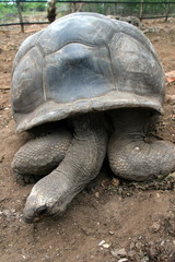 Africa,Tanzania,isola di Zanzibar