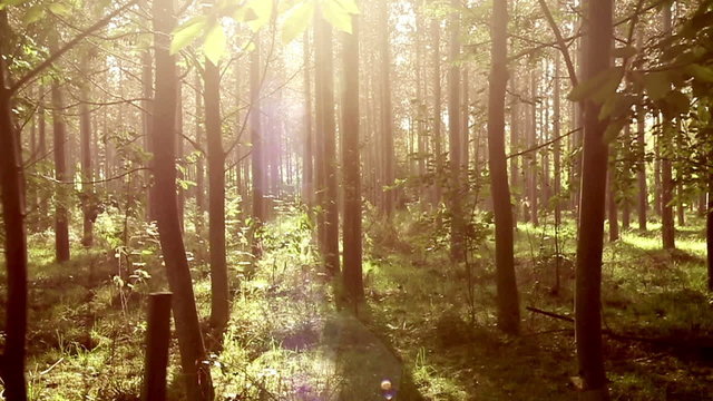 Panning across a beautiful forest at dawn with the morning sun shining through the leaves