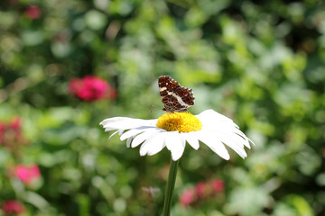 Daisy with butterfly/Daisy with butterfly close up outdoors in summer