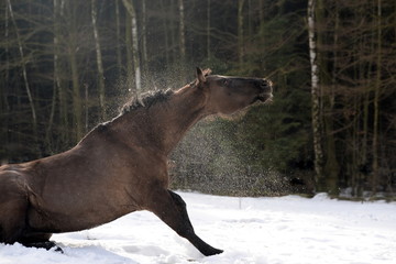 shaking, Quarter Horse shaking its head