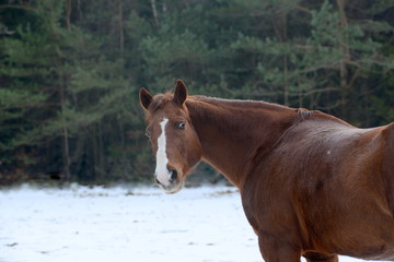 shoud i stay or shoud i go? Quarter Horse looking at you