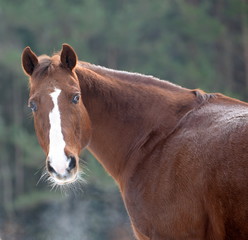 he`s got the look, Quarter Horse portrait