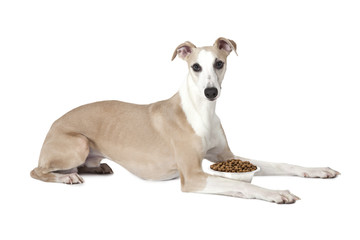 Whippet dog with a bowl of dog food