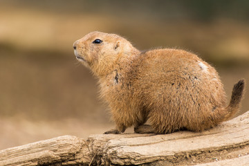 Black-tailed prairie dog, Cynomys ludovicianus