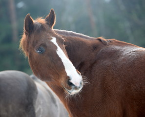 looking back, Quarter Horse portrait