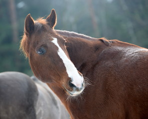 Fototapeta premium looking back, Quarter Horse portrait