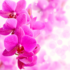 Naklejka na ściany i meble Beautiful purple Orchid as background