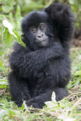 Juvenile gorilla scratches armpit in Rwanda.