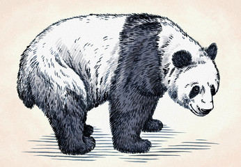 Obrazy na Szkle  grawerować ilustracja panda rysować tuszem