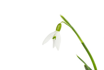 snowdrop bouquet on white background
