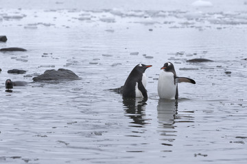Obraz premium Gentoo Penguins at Paradise Harbour, Antarctica.