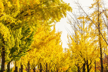 Fototapeta premium Beautiful Colorful Autumn Leaves