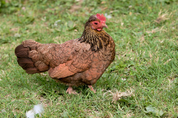 A special kind of Shy Hen