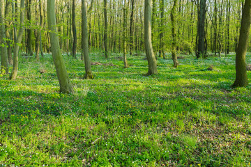 Wald bei Freyburg/Unstrut im Frühling, Sachsen-Anhalt