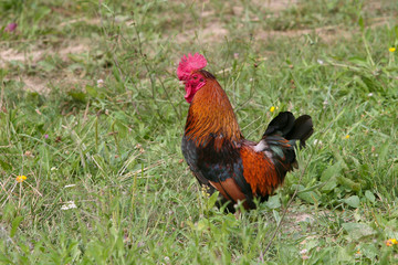 Cock all alone in the grass field
