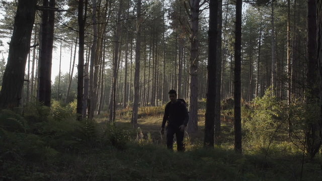 Hiker Walking Through Pine Tree Forest