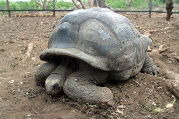 Obraz premium Africa,Tanzania,isola di Zanzibar
