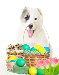 Fototapeta na wymiar Shepherd puppy and Easter set