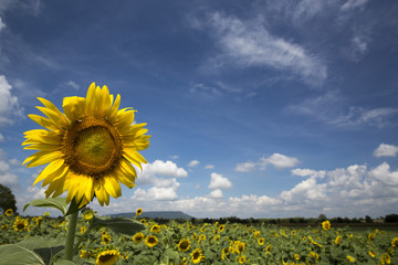 ひまわりと青空