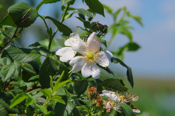 spring white flower on a green tree