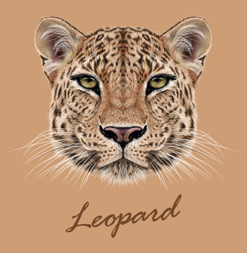 Leopard animal face. Vector African, Asian wild cat head portrait. Realistic fur portrait of exotic leopard isolated on beige background.