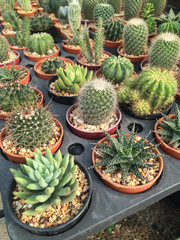 Cactus in pots / pot cactus / cactus / thorn cactus in market