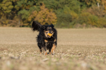 Dog runs with a corn cob on a field 