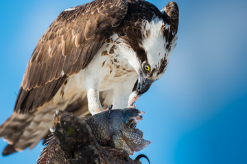  Osprey with Fish Pandion haliaetus also called fish eagle or  s