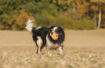 Cavalier King Charles dog playing with a corncob