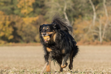 Obraz na płótnie Canvas Dog runs with a corn cob on a field 