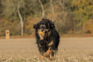 Dog runs with a corn cob on a field  © StefanieMüller