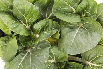 green bok choy vegetable