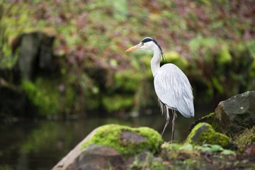 Graureiher oder Fischreiher (Ardea cinerea cinerea) lauert auf Felsen am Ufer eines Baches, Hessen, Deutschland