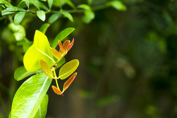 Leaf of Carunda or Karonda